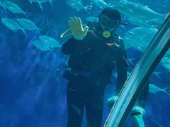 -上海海洋水族馆