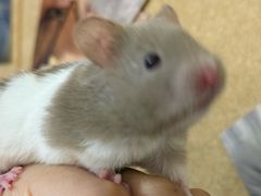 -楼上猫咖(罗湖店)