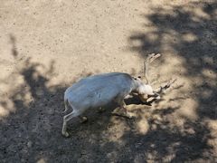 -青藏高原野生动物园