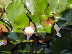 -沈阳植物园