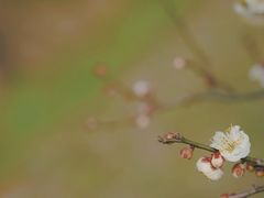 -蜀冈西峰生态公园