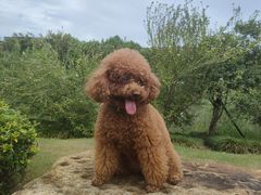 -萌兽医馆·宠物医院·猫骨科(创景店)