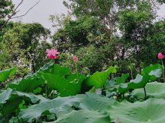 -盘龙城国家考古遗址公园