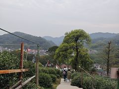 -龙井村