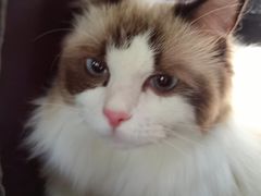 -1013 PET SHOP 宠物商店(近铁城市广场店)