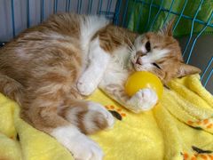 -瑞派动物医院·猫专科·至诚(江南中分院)