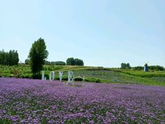-曲江薰衣草庄园
