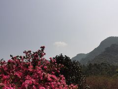 -深圳仙湖植物园