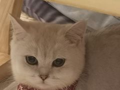 -飞行喵MR PILOT|猫舍·猫咖(静安大融城店)