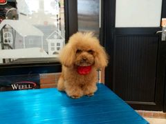 -宠小格时尚宠物生活馆(唐镇店)