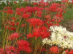 -白塘生态植物园