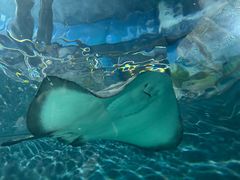 -上海海洋水族馆