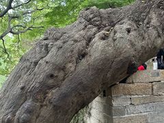 -青岛崂山太清宫