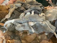 -洪记白水羊头(天坛店)