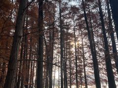 -东湖落雁景区