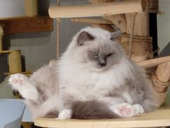 -豆逗聊愈猫阁Easy Life