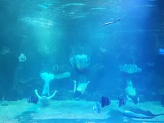 -石家庄海洋公园