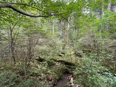 -汤旺河林海奇石景区