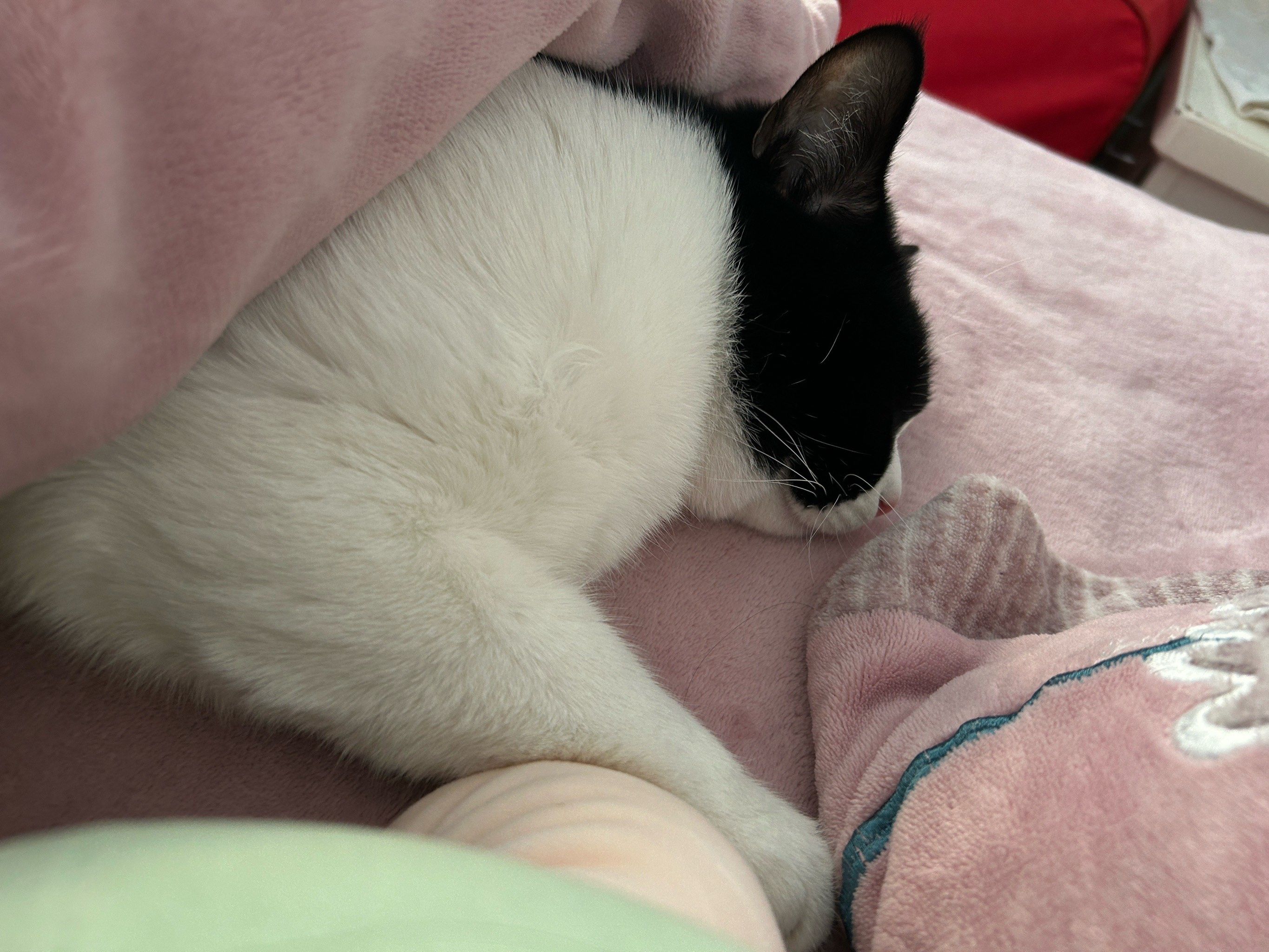 懒猫日记:午睡ing