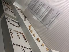 -青岛贝壳博物馆