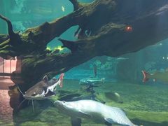 -华夏文旅海洋公园