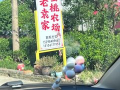 -老袁家蜜桃农场·阳山水蜜桃