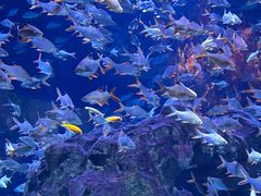 -成都浩海立方海洋公园