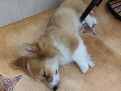 -Let's go狗咖·猫咖·奶狗·桌游(春熙路IFS店)