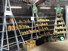 -都念榴莲·城市榴莲