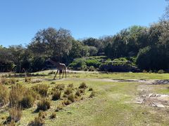 -奥兰多迪士尼动物王国乐园