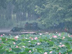 -荔湾湖公园