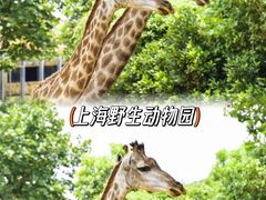 -上海野生动物园