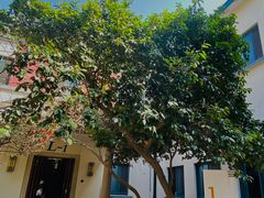 -上海市保健医疗中心