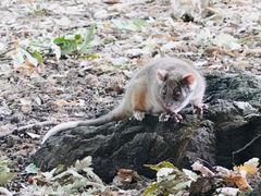 -墨尔本皇家植物园