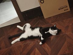 -纳吉亚猫专科动物医院博雅分院