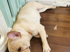 -柯斗斗主题餐厅·狗咖·围炉煮茶·茶饮(国瑞升平里店)