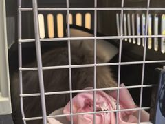 -瑞派康怡24h宠物医院·犬猫医疗中心·微创绝育(瑞景分院)