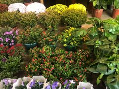 -双季花艺园艺市场(浦东店)
