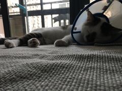 -佳怡动物医院·平价24小时·猫专科骨外科
