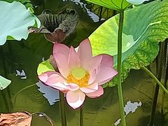 -荔湾湖公园