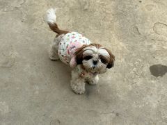 -帕帕拉兹宠物(亚洲旗舰店)