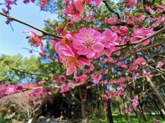 -东方绿舟景区