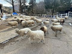 -神户市立六甲山牧场
