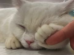 -飞行喵MR PILOT|猫舍·猫咖(静安大融城店)