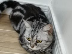 -李小姐の猫咖啡馆(五角场店)