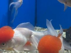 -福州罗源湾海洋世界旅游区