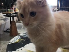-瞄一喵猫咖(格力海岸店)