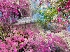 -深圳国际园林花卉博览园