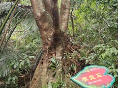 -呀诺达热带雨林