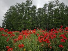 -上海共青森林公园